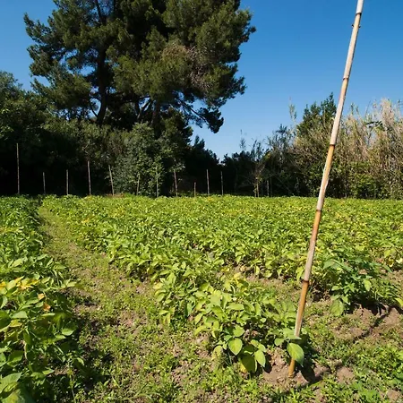 Bagnitiello Casamicciola Terme